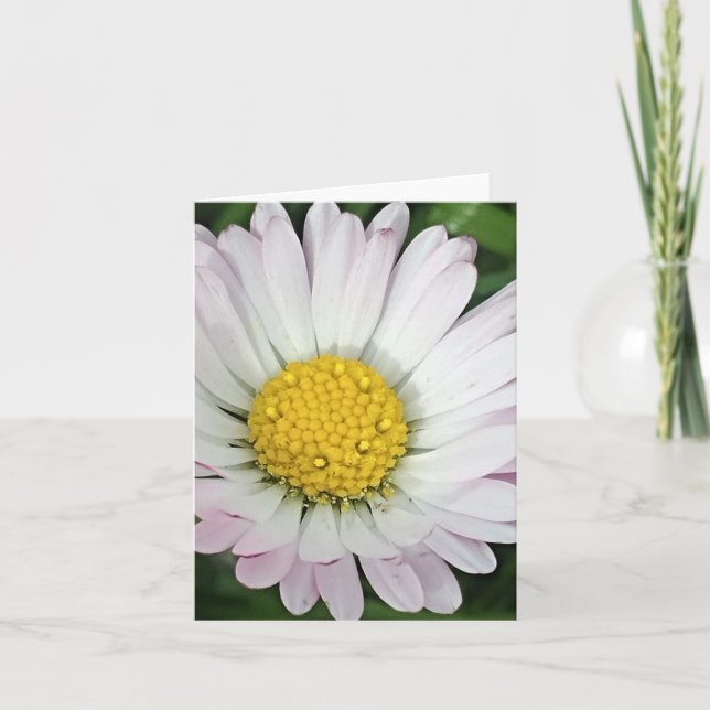 Jolie marguerite (Devant)