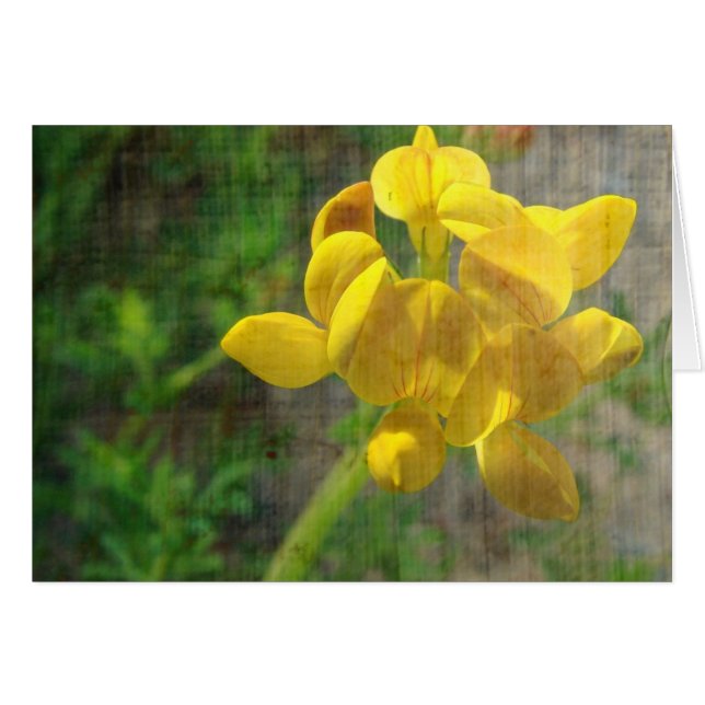 Jolie mauvaise herbe jaune (Devant horizontal)