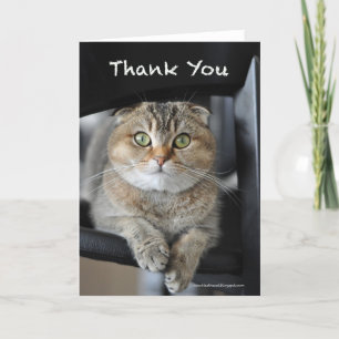 Jolie nouilles écossaise plié chat carte de remerc