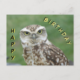 Jolie petite hibou Bonne carte postale d'anniversa