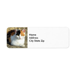 Jolie photo de chat Calico