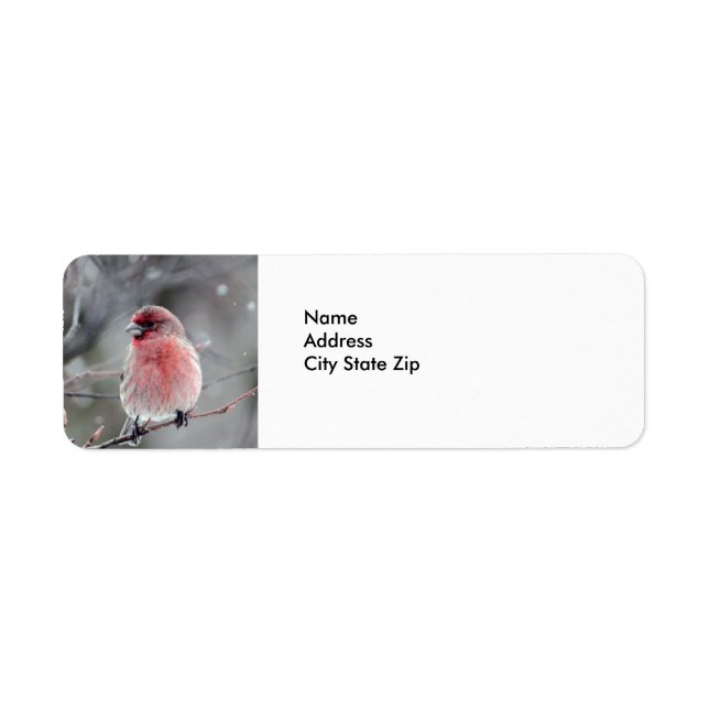 Jolie photo Red Finch (Devant)