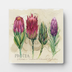 Jolie plaque de Protea