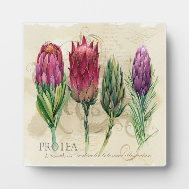 Jolie plaque de Protea (Devant)