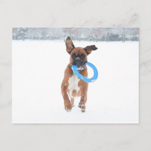 Jolie playing frizbee in the snow postcard