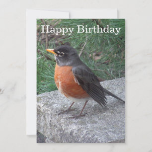 Jolie Robin Photo carte plat d'anniversaire