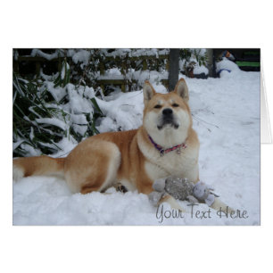 Jolie scène de neige de chien akita avec un jouet 
