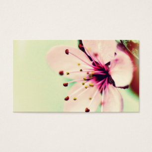 Jolies fleurs de cerisier