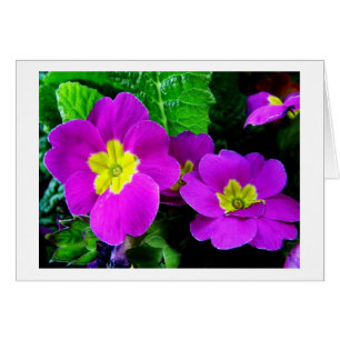 jolies fleurs violettes