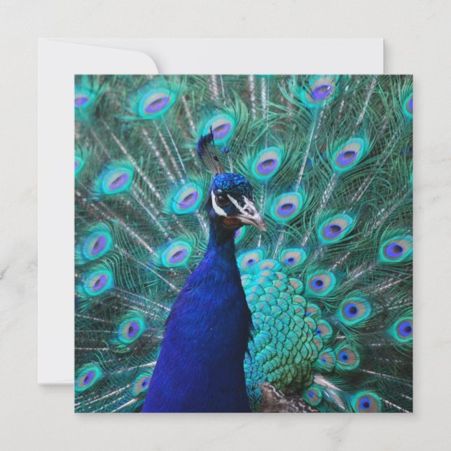 Jolies invitations de paon (Devant)