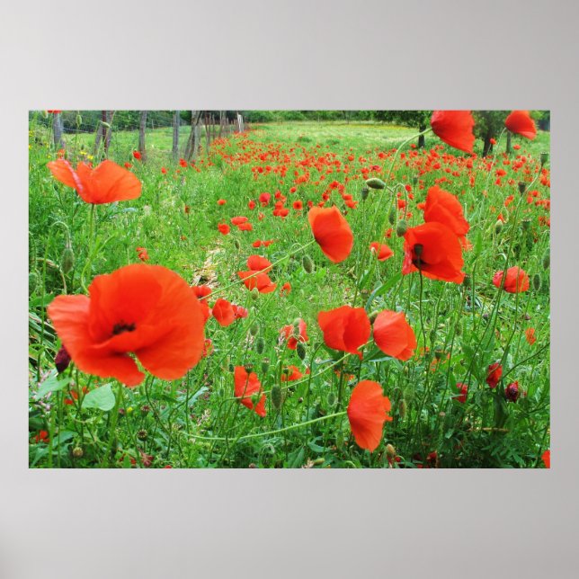 JOLIMENT FLEURS POSTER POPIES ROUGES (Devant)