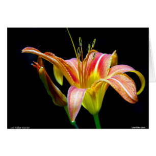 Jolis vêtements et cadeaux Tawny Daylily II