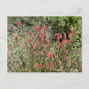 Jolly July Postcard