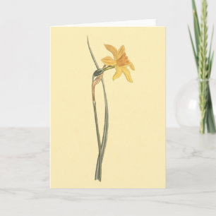 Jonquil Daffodil Yellow Flower Illustration Card