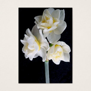 Jonquil Flower - Ecclesiastes 3:1 Tract Card /