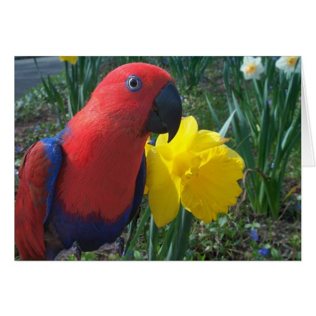 Jonquille d'Eclectus--Petit (Devant Horizontal)