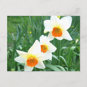 Jonquilles blanches - Carte postale