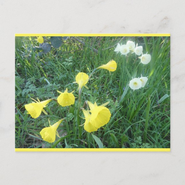 Jonquilles blanches et jaunes Arctic Bells carte p (Devant)