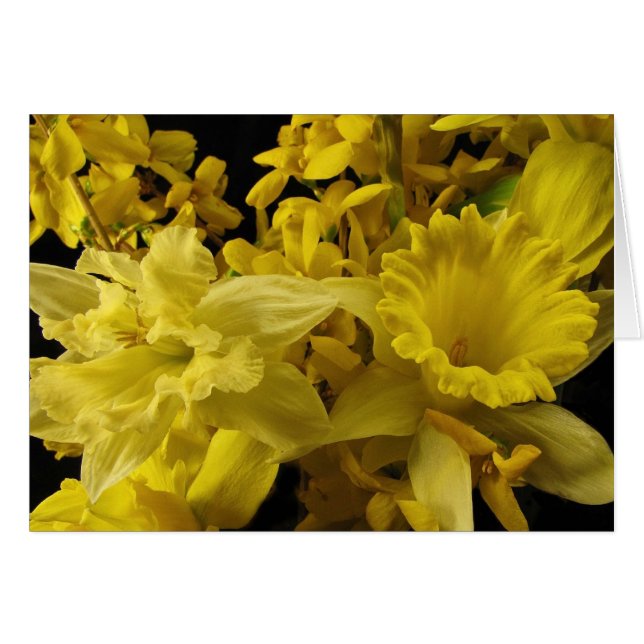 Jonquilles et forsythia (Devant horizontal)
