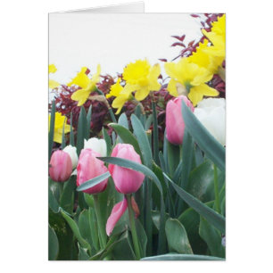 Jonquilles et tulipes de ressort