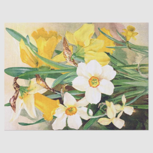 Jonquilles jaunes et papier de soie de soie blanc (Recto)