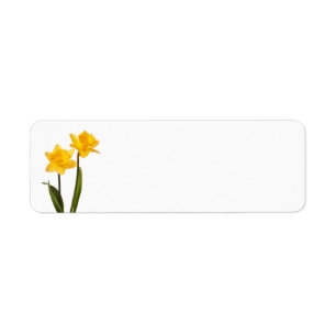 Jonquilles jaunes sur le blanc - blanc de fleur de