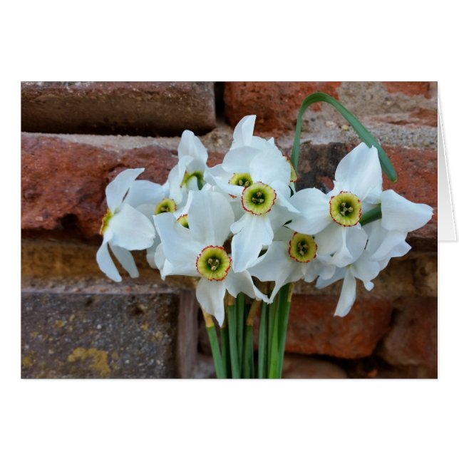 jonquilles près du mur de la forteresse (Devant horizontal)