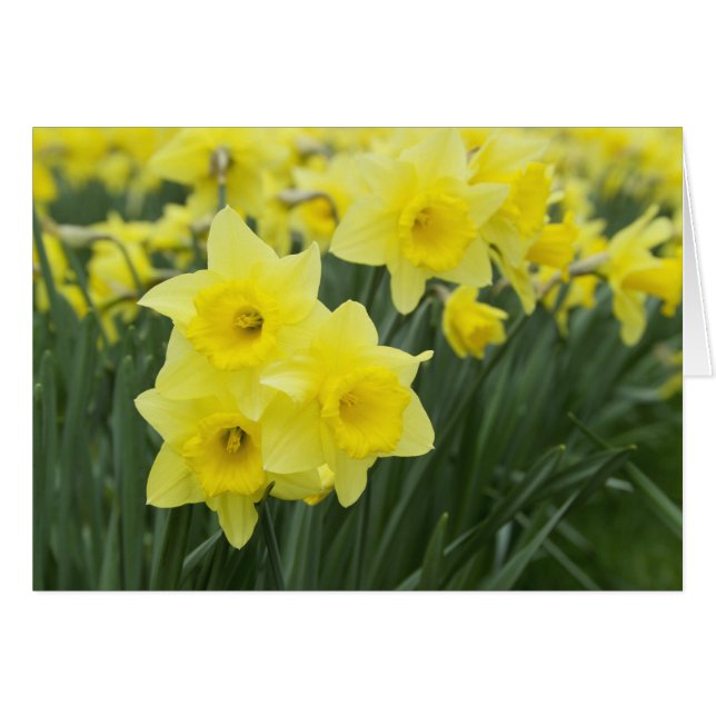 Jonquilles RF) (Devant horizontal)