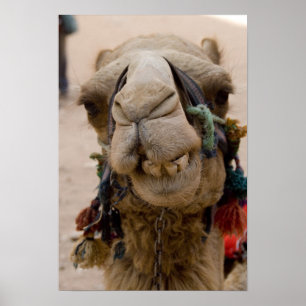 Jordan, Ancient Nabataean city of Petra. Local Poster