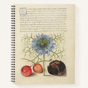 Joris Hoefnagel Love-in-a-Mist and Chestnut 1561 Notebook