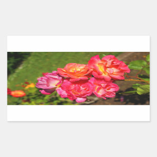 Joseph’s Coat Rose #1-2 Stickers