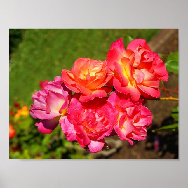 Joseph’s Coat Rose #1 Poster (Devant)