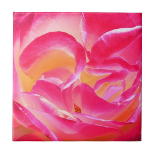 Joseph's Coat Rose - Tile