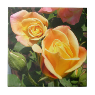 Joseph's Coat Roses Tile