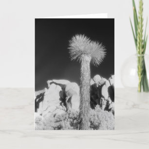 Joshua Tree #1 Card