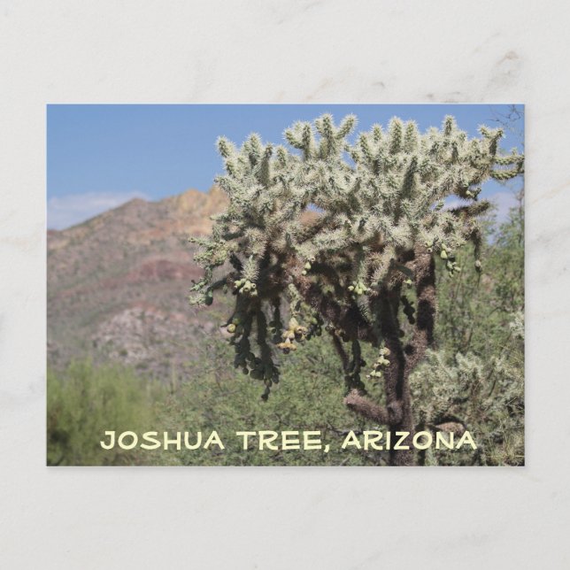 Joshua Tree, Arizona Postcard (Front)