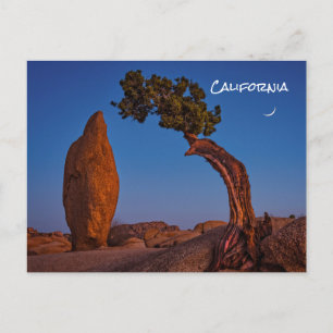 Joshua Tree California Postcard
