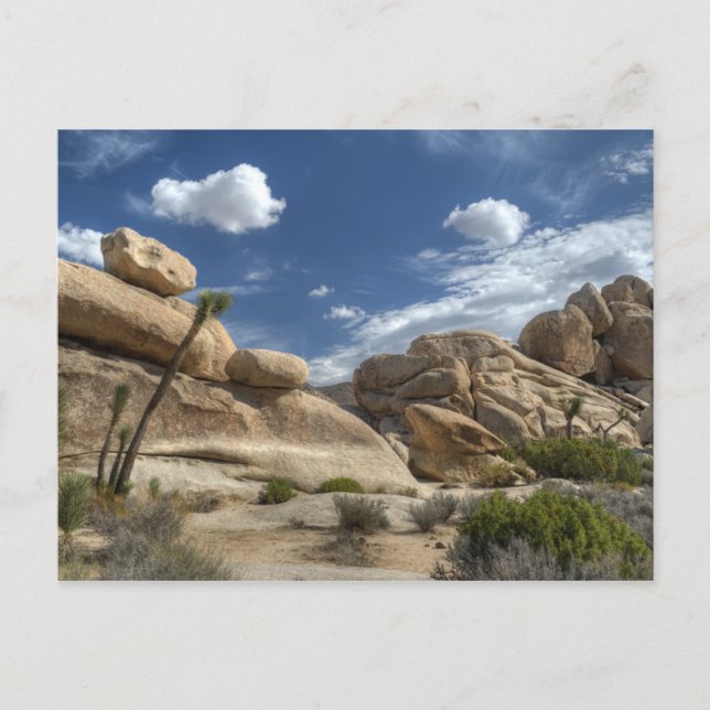Joshua Tree, California Postcard (Front)