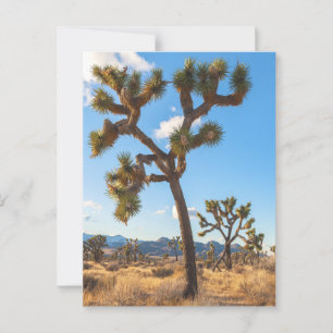 Joshua Tree Forest Postcard