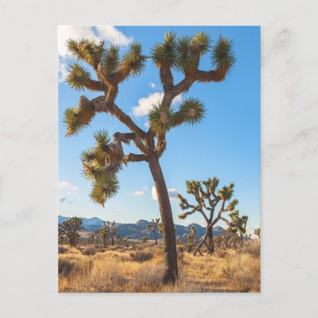 Joshua Tree Forest Postcard (Front)