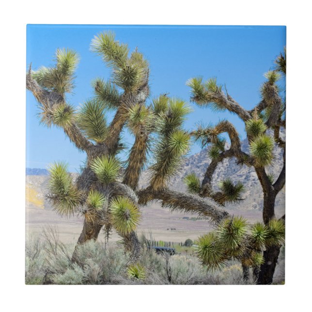 Joshua Tree in California     Tile (Front)