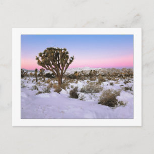 "Joshua Tree In Snow" Postcard