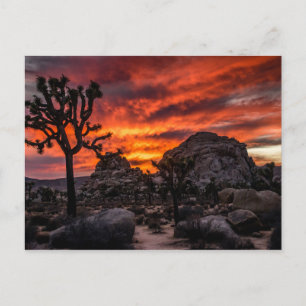 Joshua Tree National Park at sunset Postcard