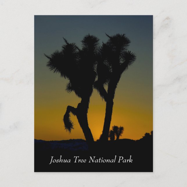 Joshua Tree National Park, California Postcard (Front)