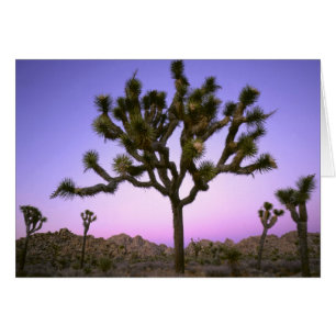 JOSHUA TREE NATIONAL PARK, CALIFORNIA. USA.