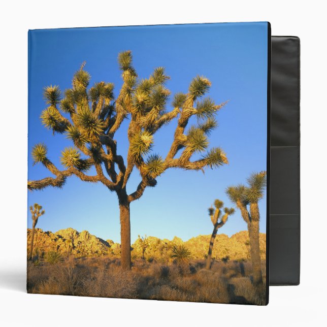 Joshua Tree National Park, California. USA. Binder (Front/Inside)