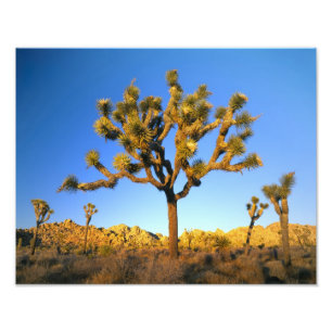 Joshua Tree National Park, California. USA. Photo Print