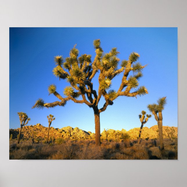Joshua Tree National Park, California. USA. Poster (Front)