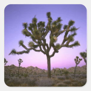 JOSHUA TREE NATIONAL PARK, CALIFORNIA. USA. SQUARE STICKER