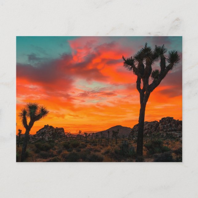 Joshua Tree National Park Postcard (Front)